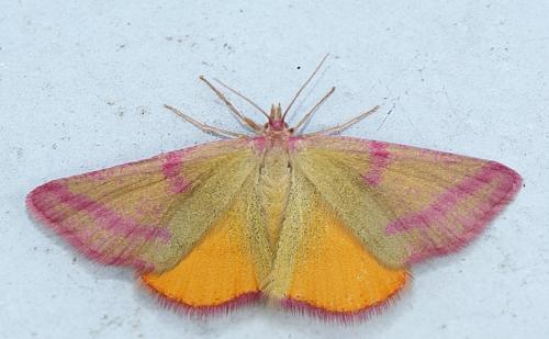 Réf. 308 706 : Lythria purpuraria
